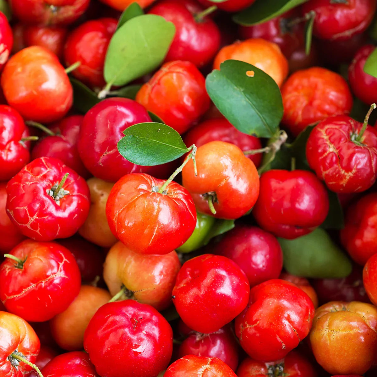 Mannavita Vitamin C complex • 250 mg bioactive • 60 capsules - Mannavita