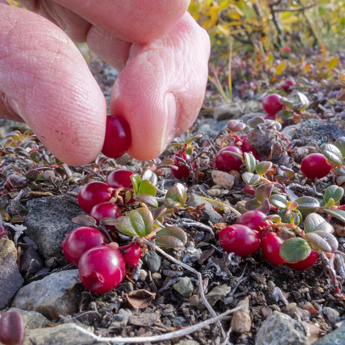 Mannavita D-mannose Complex • with Cranberry extract • 90 capsules - Mannavita