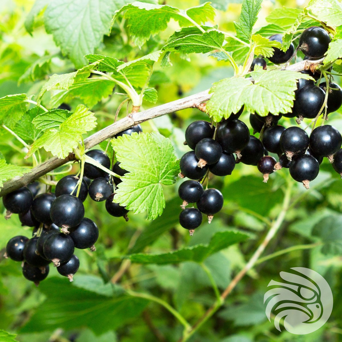 Pastylki z miodem Manuka i czarną porzeczką • 15 szt.