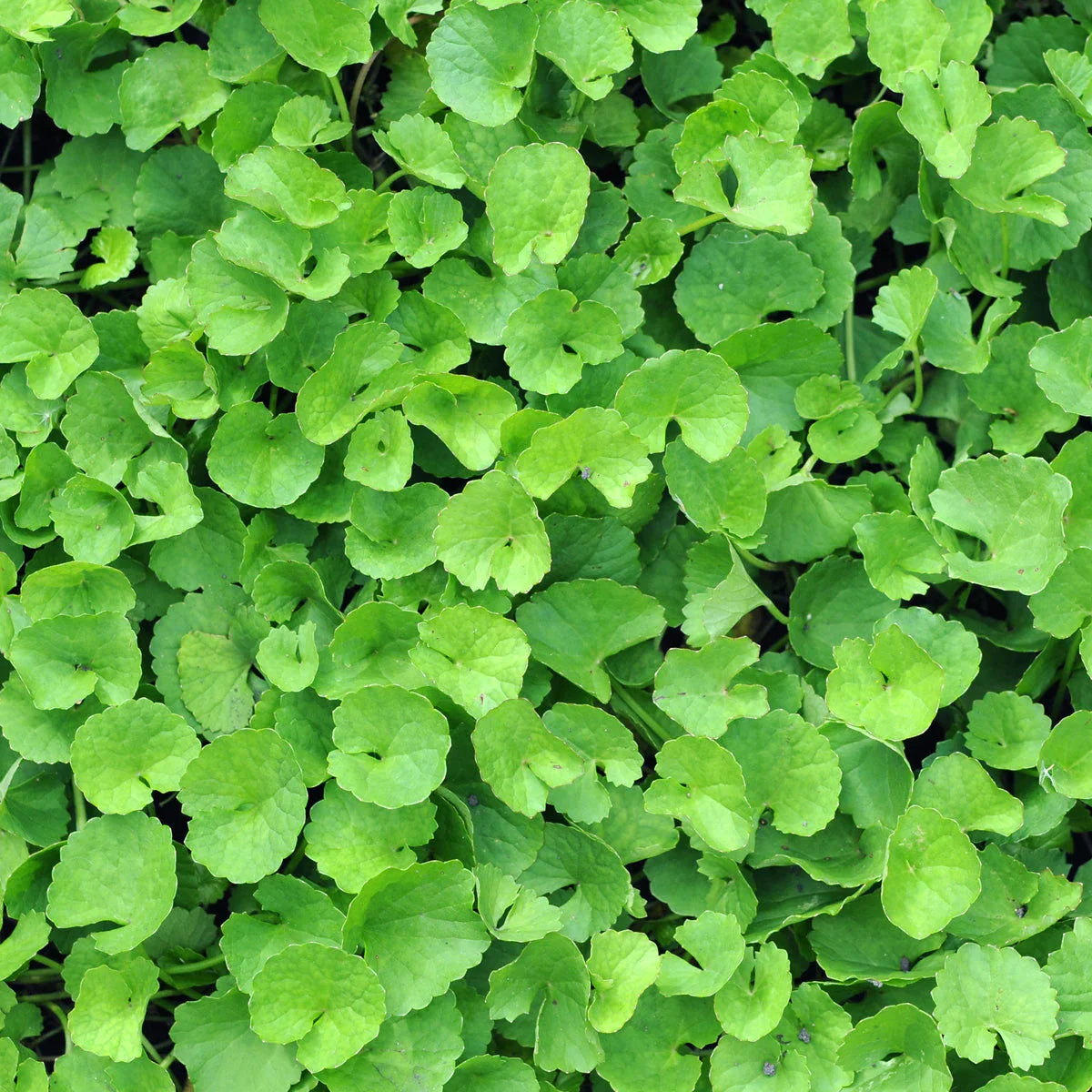 VARICOREX Varicose Vein relief Healing spray • 100ml - Mannavita