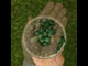 Mannavita Spirulina tabletki 500 mg • 180 szt.