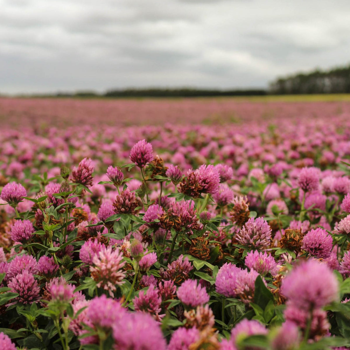 Promensil 40 mg red clover isoflavone extract • 30 tablets