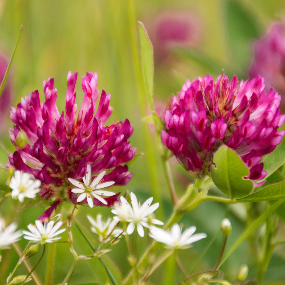 Promensil 40 mg red clover isoflavone extract • 30 tablets