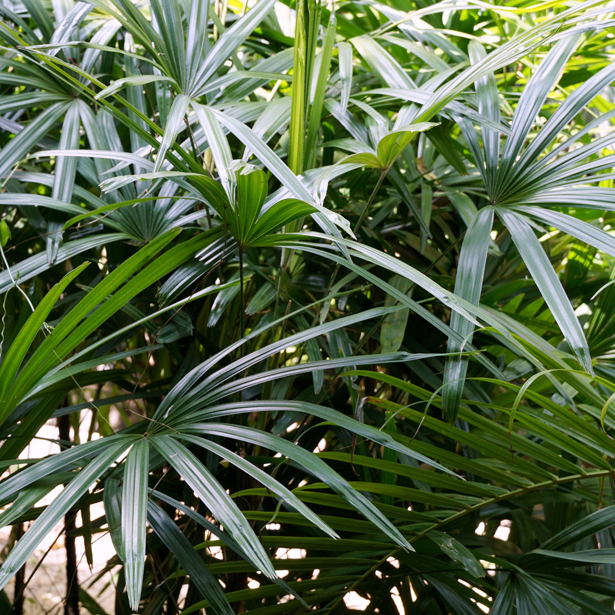 PROSTAX kompleks prostaty • 60 kapsułek