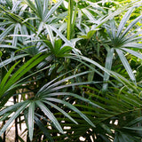 PROSTAX kompleks prostaty • 60 kapsułek