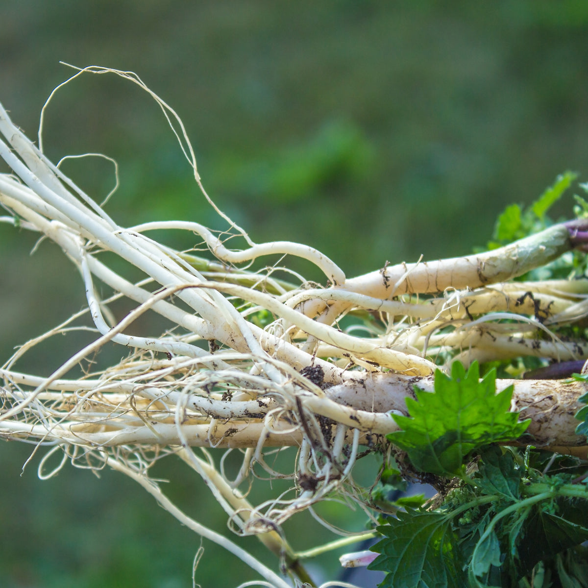 PROSTAX kompleks prostaty • 60 kapsułek